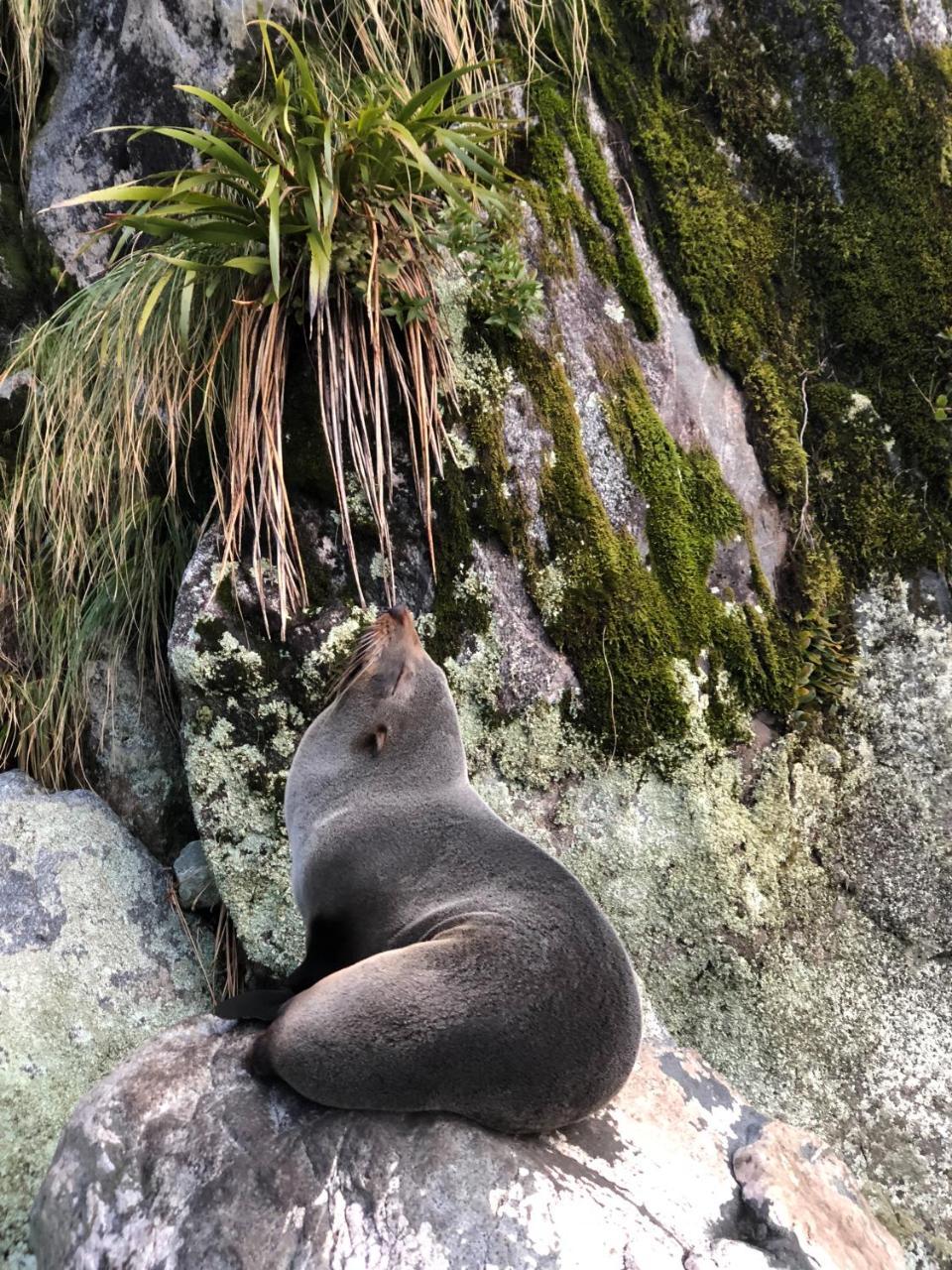 Milford Sound Overnight Cruise - Fiordland Discovery Екстериор снимка